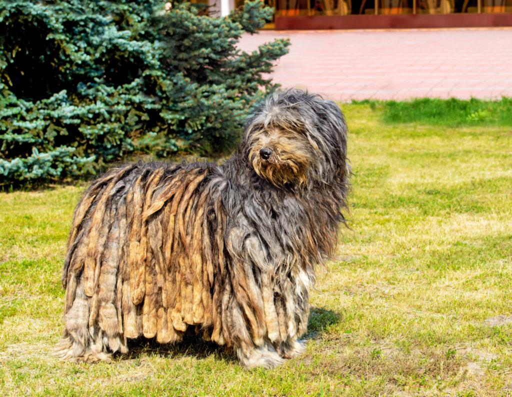 bergamasker hirtenhund im grass