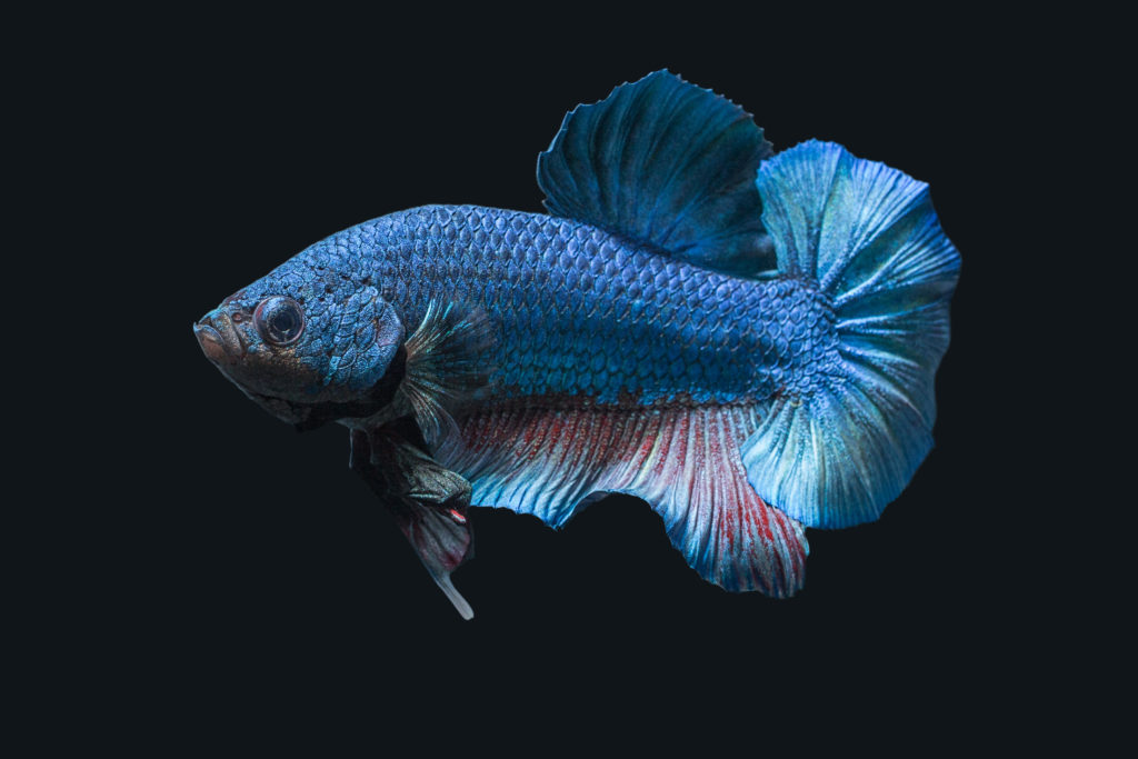Kampffisch Haltung im Aquarium zooplus Aquaristik Magazin