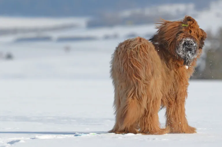 Briard