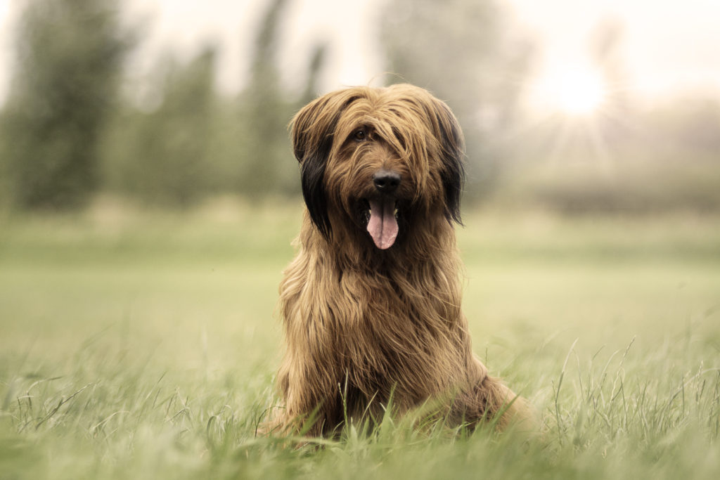 briard portrait