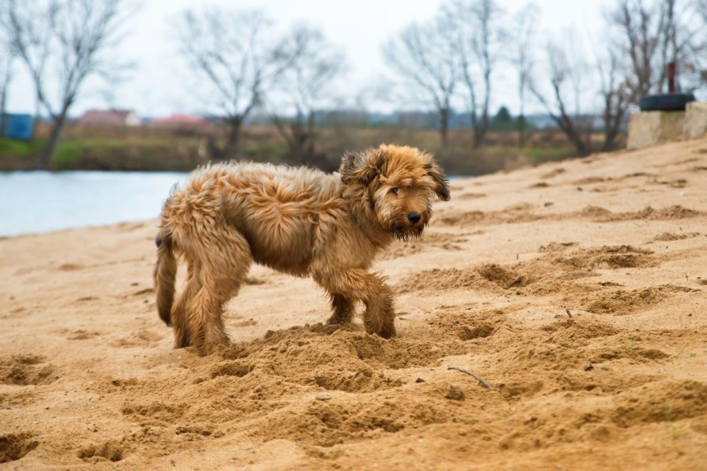 briard welpe am strand