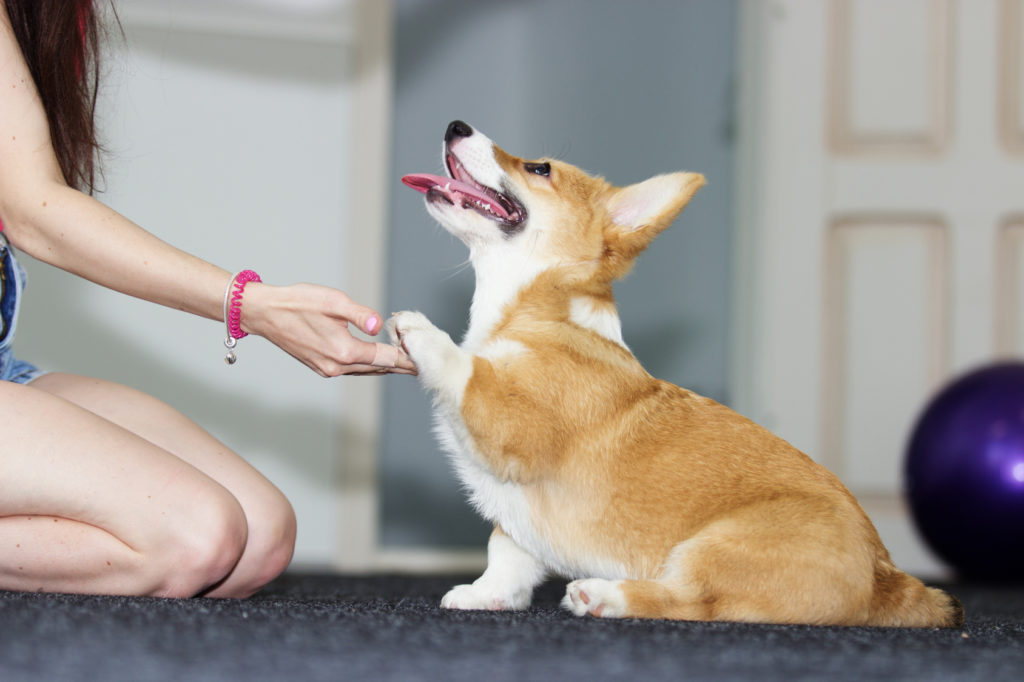 corgi welpe erziehung Ein Corgi-Welpe gibt Pfötchen