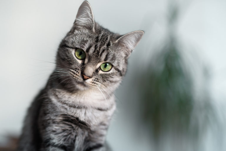 American Shorthair Katze