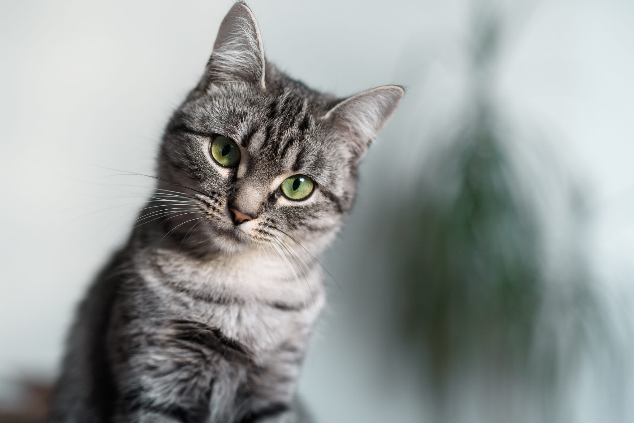 American Shorthair: Charakter, Haltung & Pflege