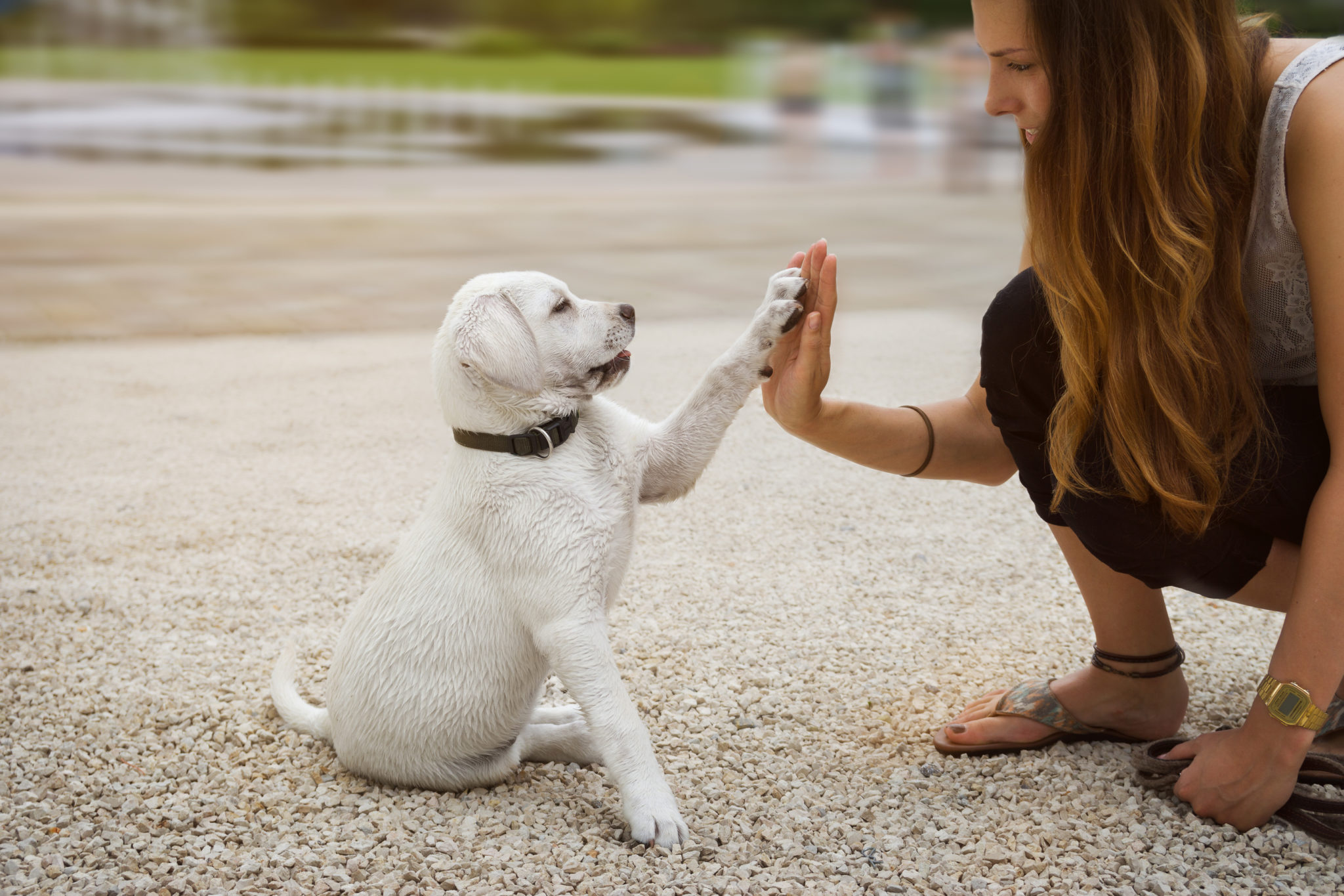 Welpenerziehung Grundlagen Regeln Tipps Hundemagazin