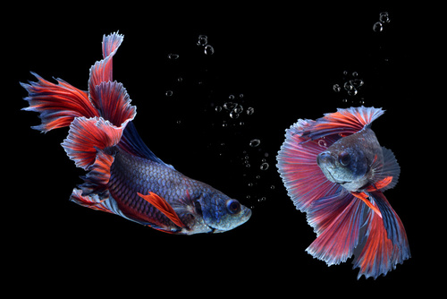 Kampffisch Haltung im Aquarium zooplus Aquaristik Magazin
