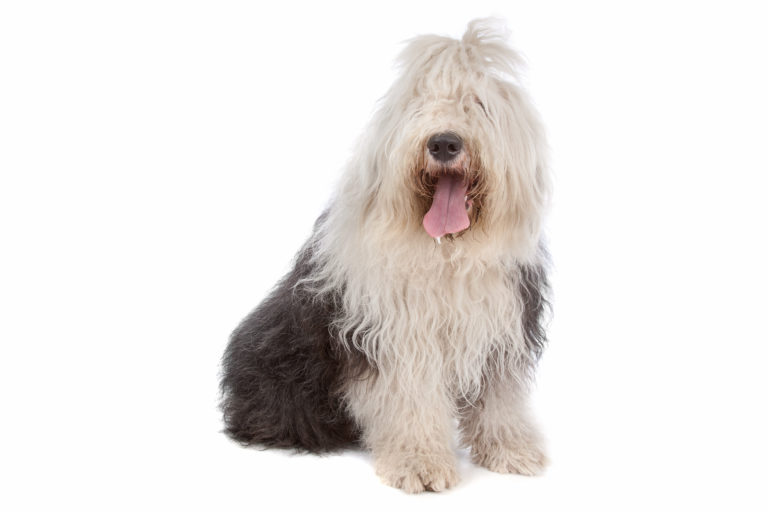 Old English Sheepdog Old English Sheepdog