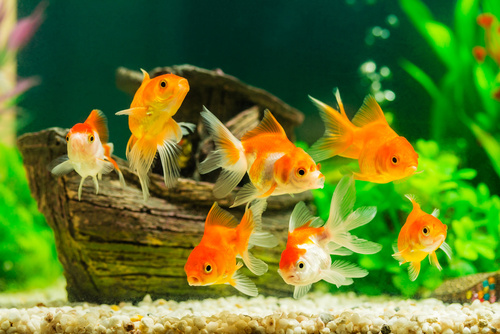 Goldfisch Haltung im Aquarium zooplus Aquaristik Magazin