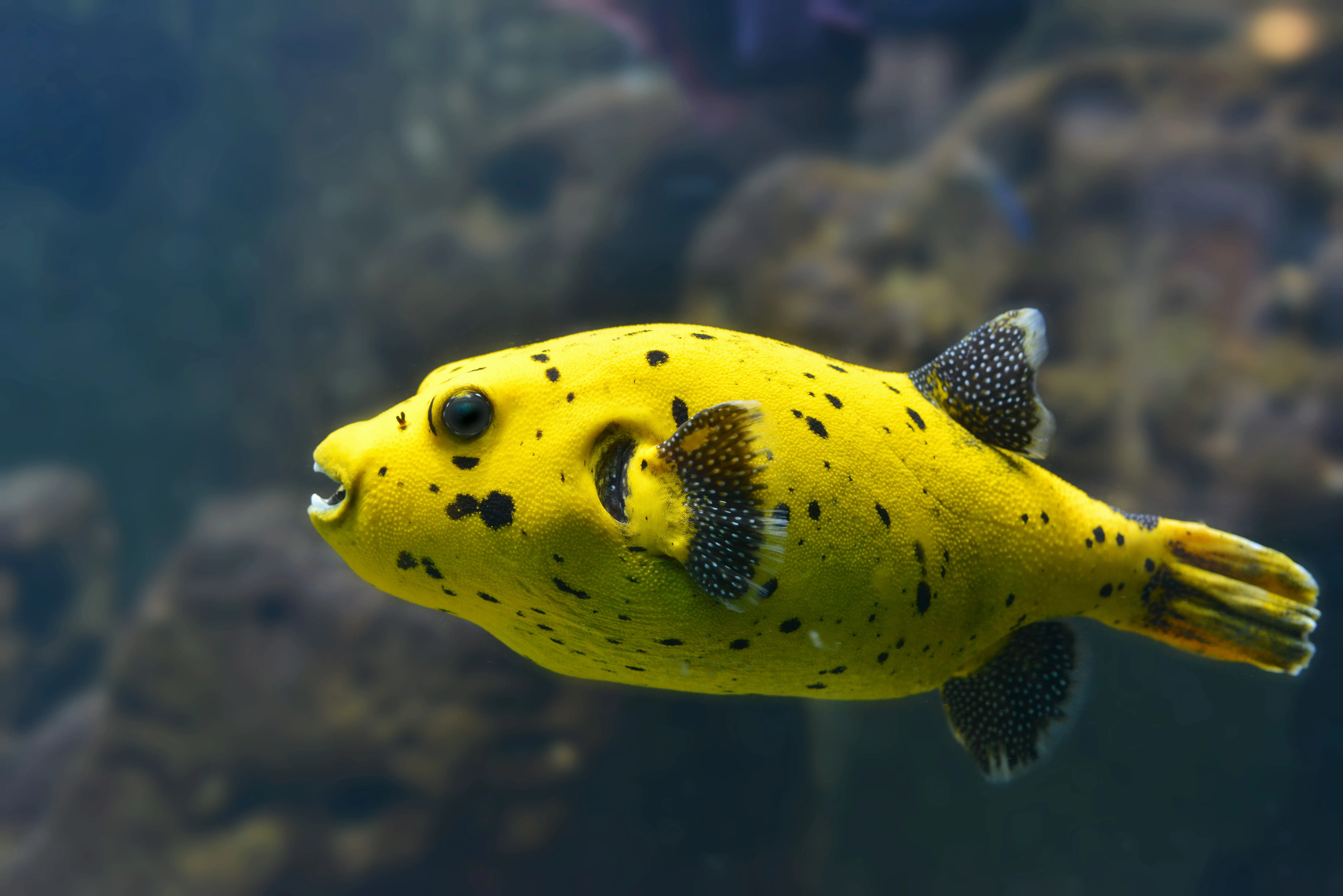 Aquarium Abdeckung ZooPaul Neuware Alle Größen Deckel Fische