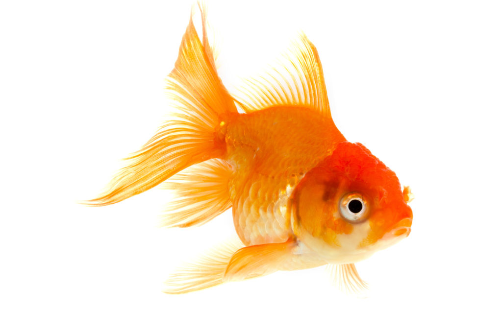 Karpfenfisch Haltung Im Aquarium Zooplus Aquaristik Magazin
