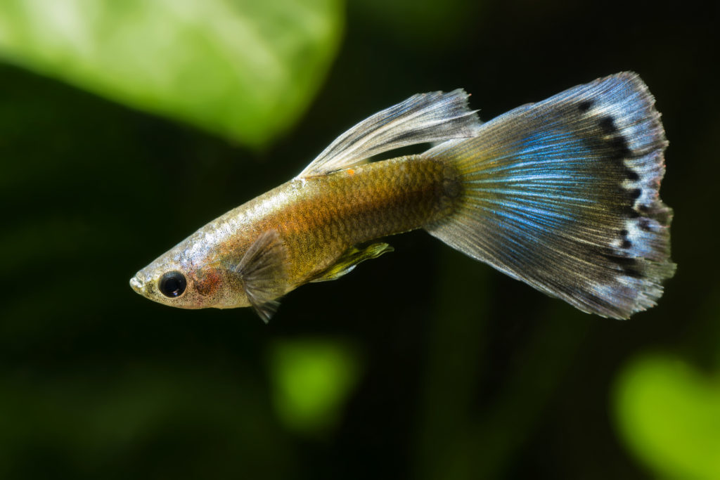 Guppy (Poecilia reticulata) Haltung im Aquarium zooplus Magazin