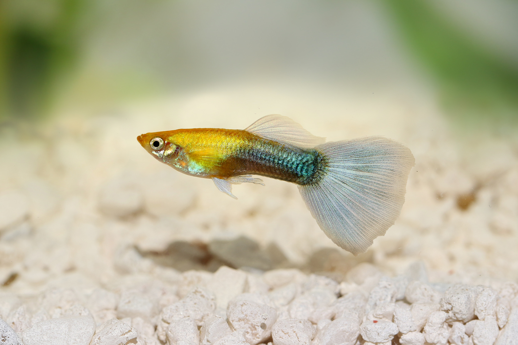 Guppy Poecilia Reticulata Haltung Im Aquarium Zooplus Magazin