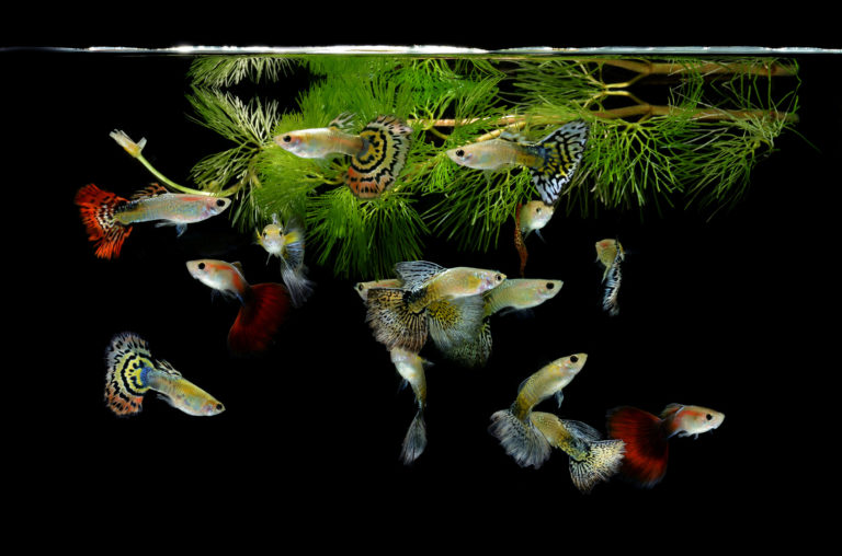 Guppy (Poecilia reticulata) Haltung im Aquarium | zooplus Magazin