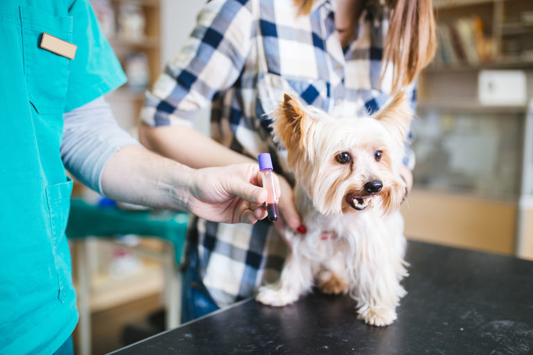 hormonelle erkrankungen beim hund