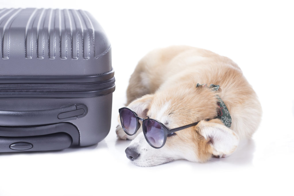 mit hund reisen