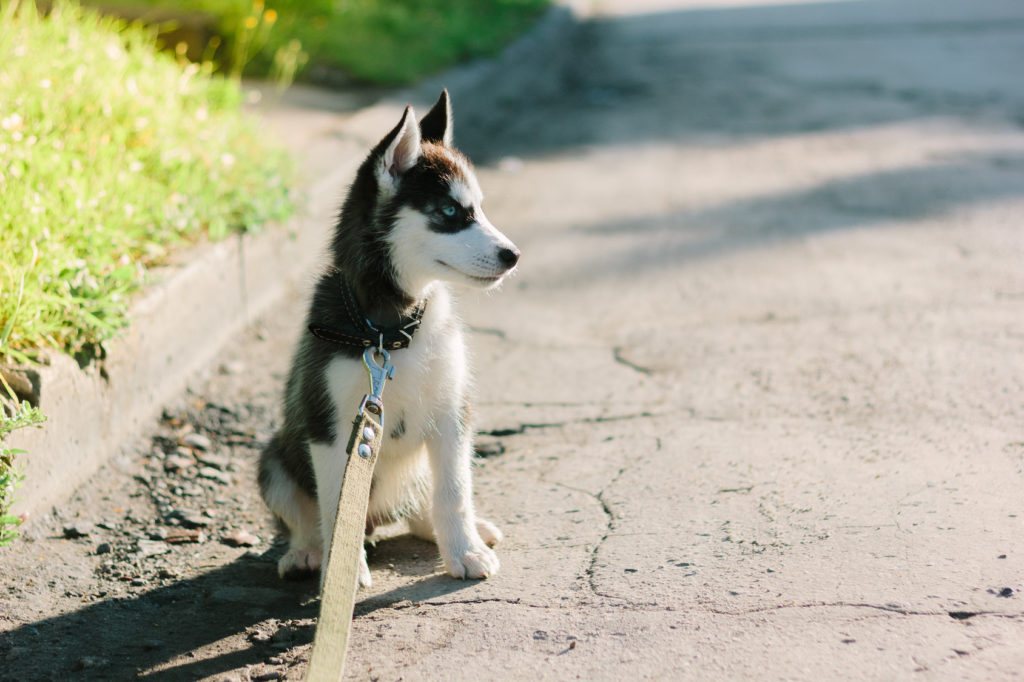 husky welpe leine Ein Huskywelpe sitzt auf der Straße