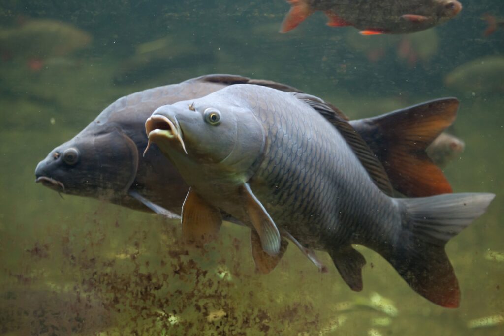 karpfenfisch-haltung-arten-z-chtung-zooplus-magazin