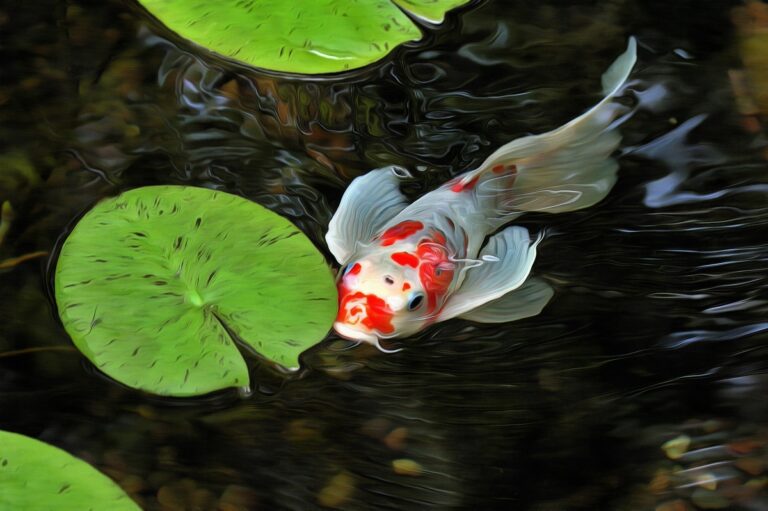koi karpfenfisch schwimmt in teich