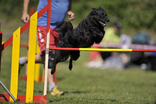 kroatischer schäferhund