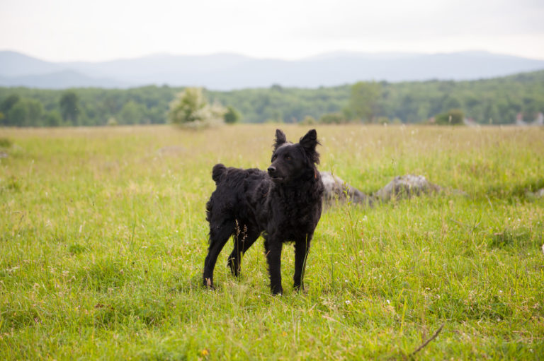 kroatischer schäferhund im grass