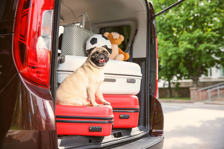 mit hund reisen auto oder flugzeug