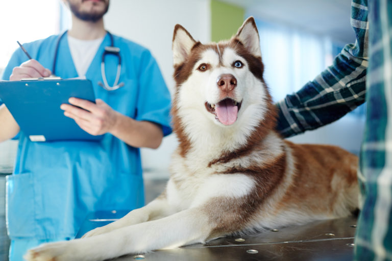 nervenerkrankungen beim Hund