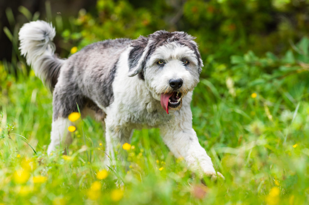 polnischer niederungshütehund im grass