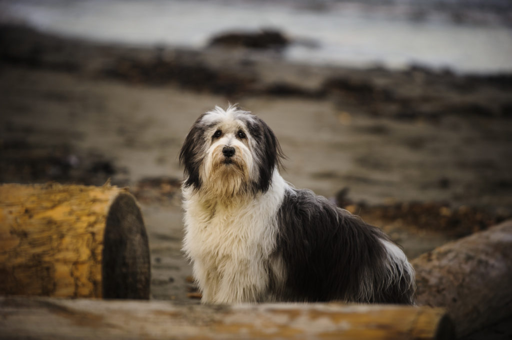 polnischer niederungshütehund portrait