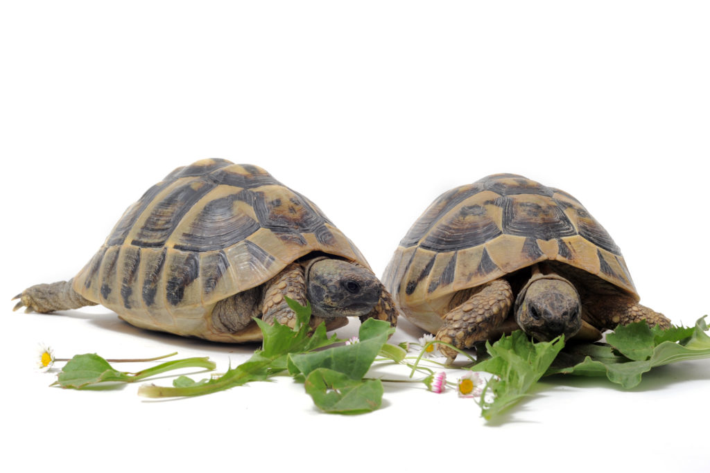 schildkröte schildkröte