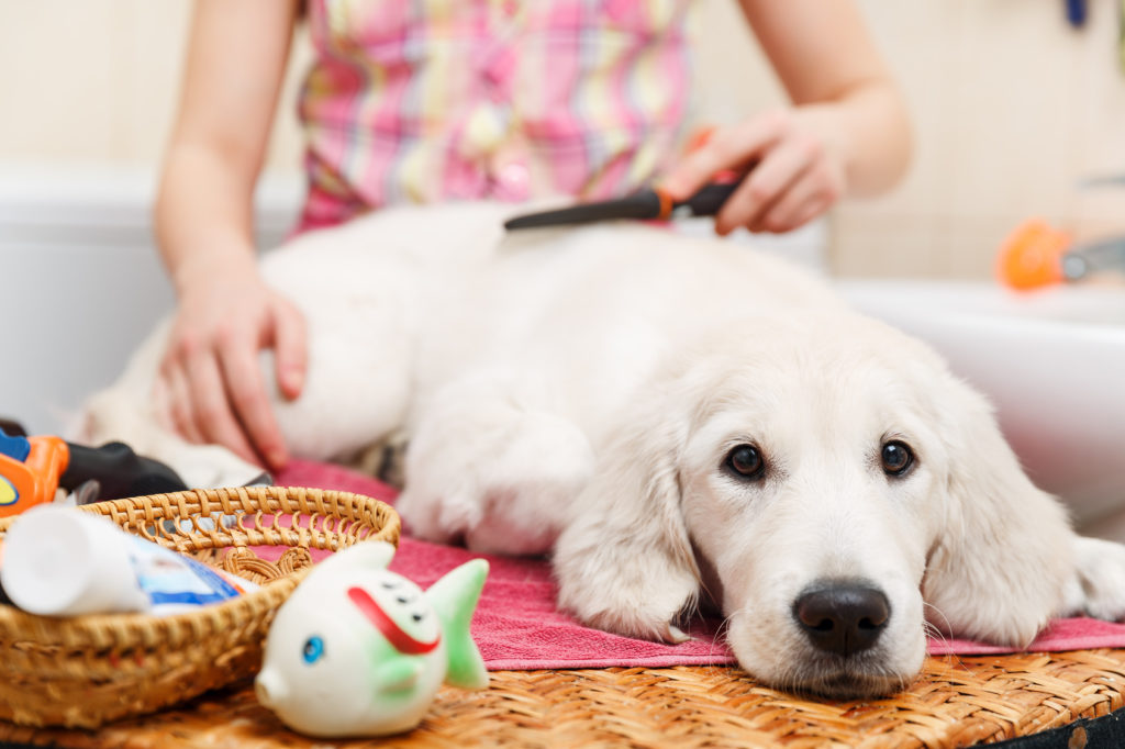 welpenpflege Ein Mensch kämt das Fell eines Hundes