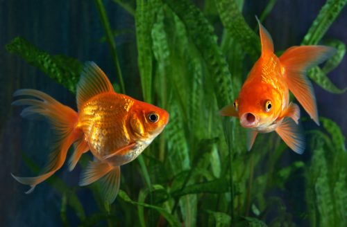 Goldfisch Haltung im Aquarium zooplus Aquaristik Magazin