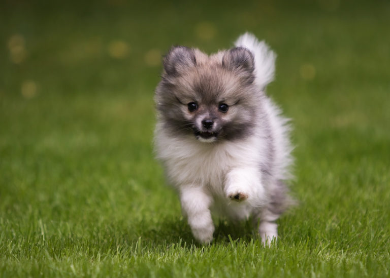 Zwergspitz: Charakter, Haltung & Pflege | zooplus Hundemagazin