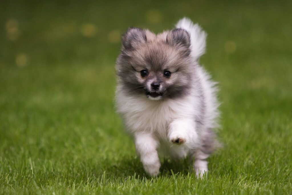 zwergspitz hund auf wiese