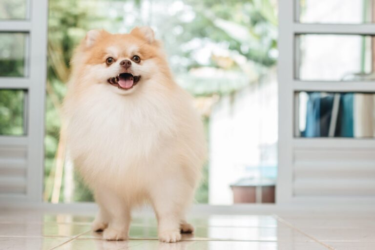 zwergspitz hund in wohnzimmer