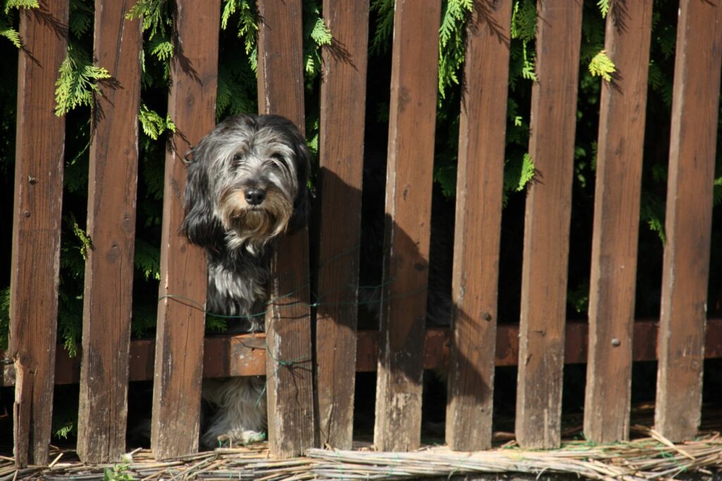 Hund schaut durch Zaun