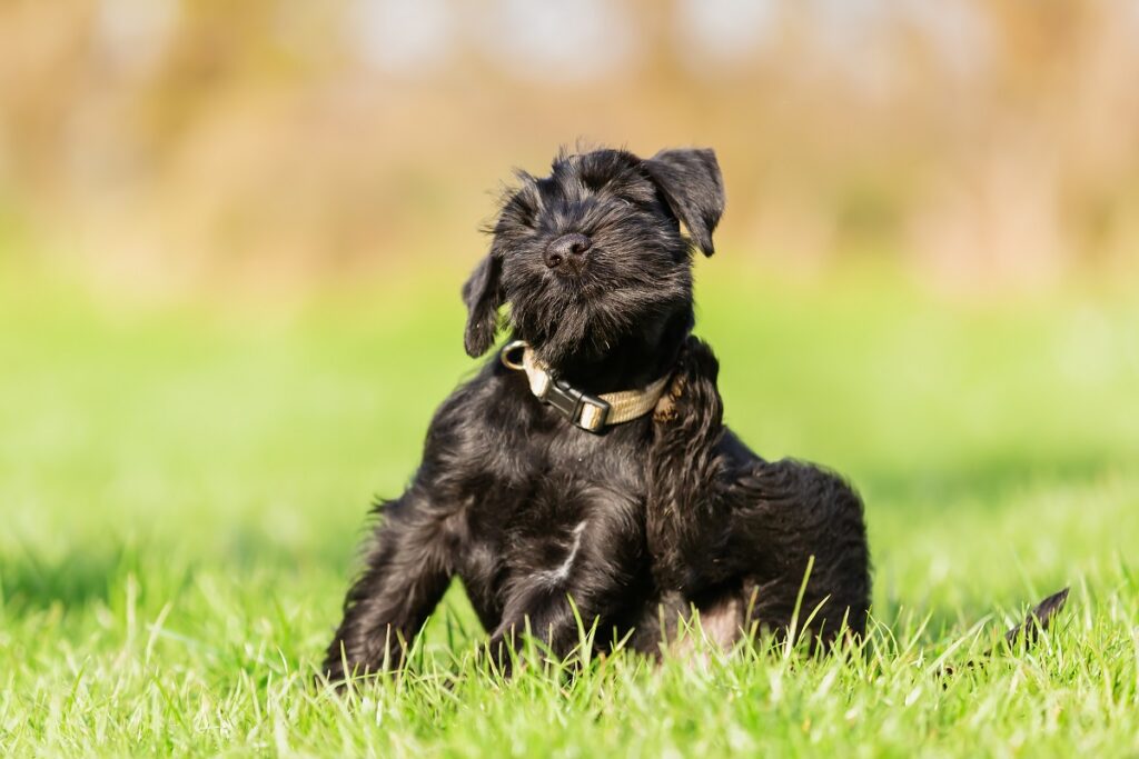 Ein Hund kratzt sich. Milben beim Hund