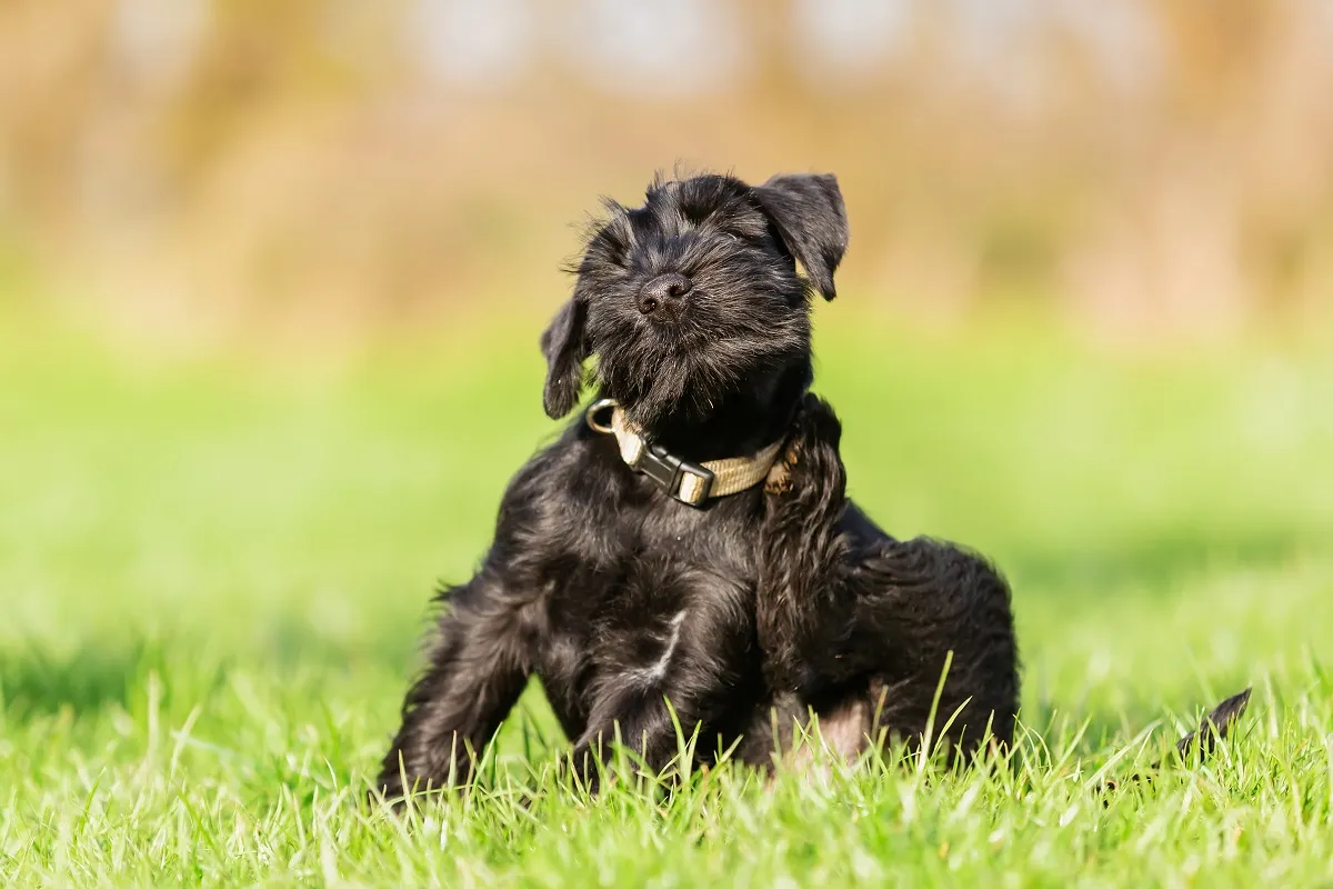 Milben beim Hund Juckreziz