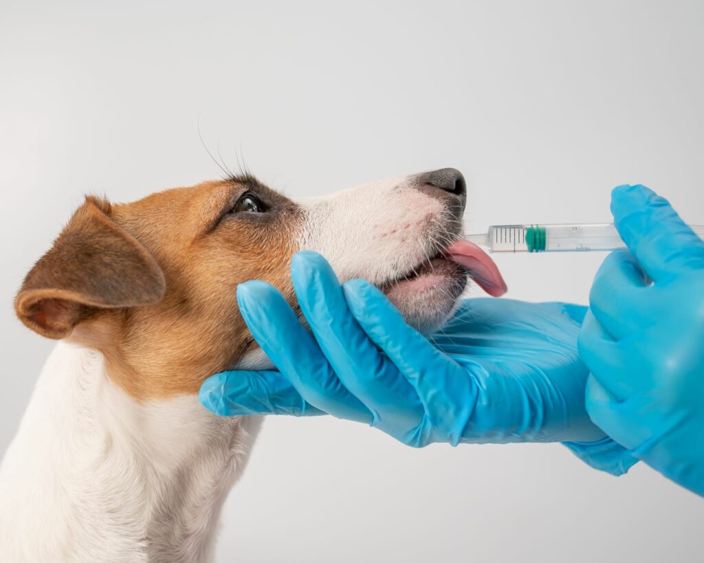 Hund bekommt Medikament mit Spritze