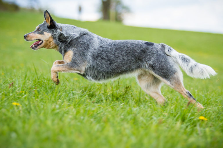 Australian Cattle Dog in Bewegung