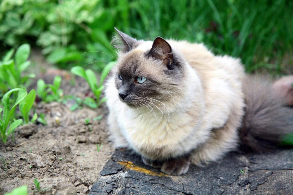 Balinese Katze Garten