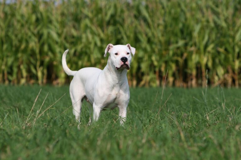 Dogo Argentino im Gras