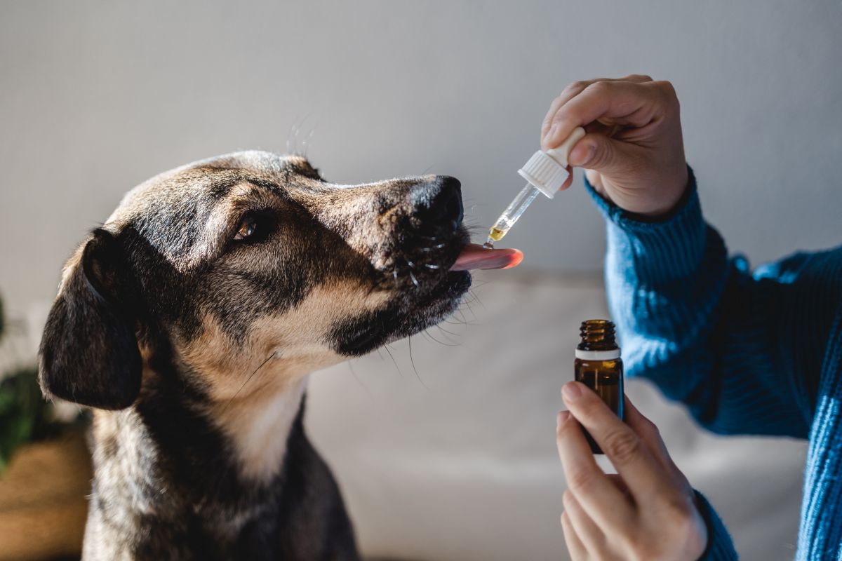 Homöopathie Für Hunde Bei Durchfall