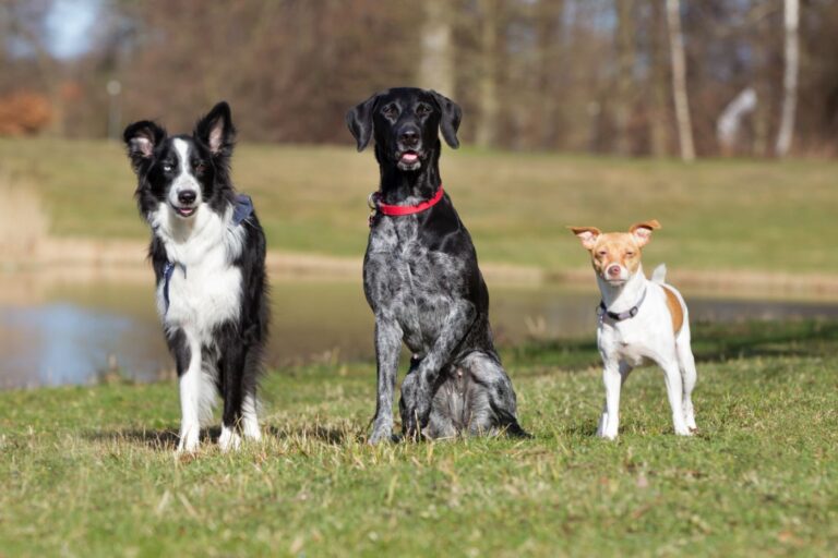 Kastration beim Hund