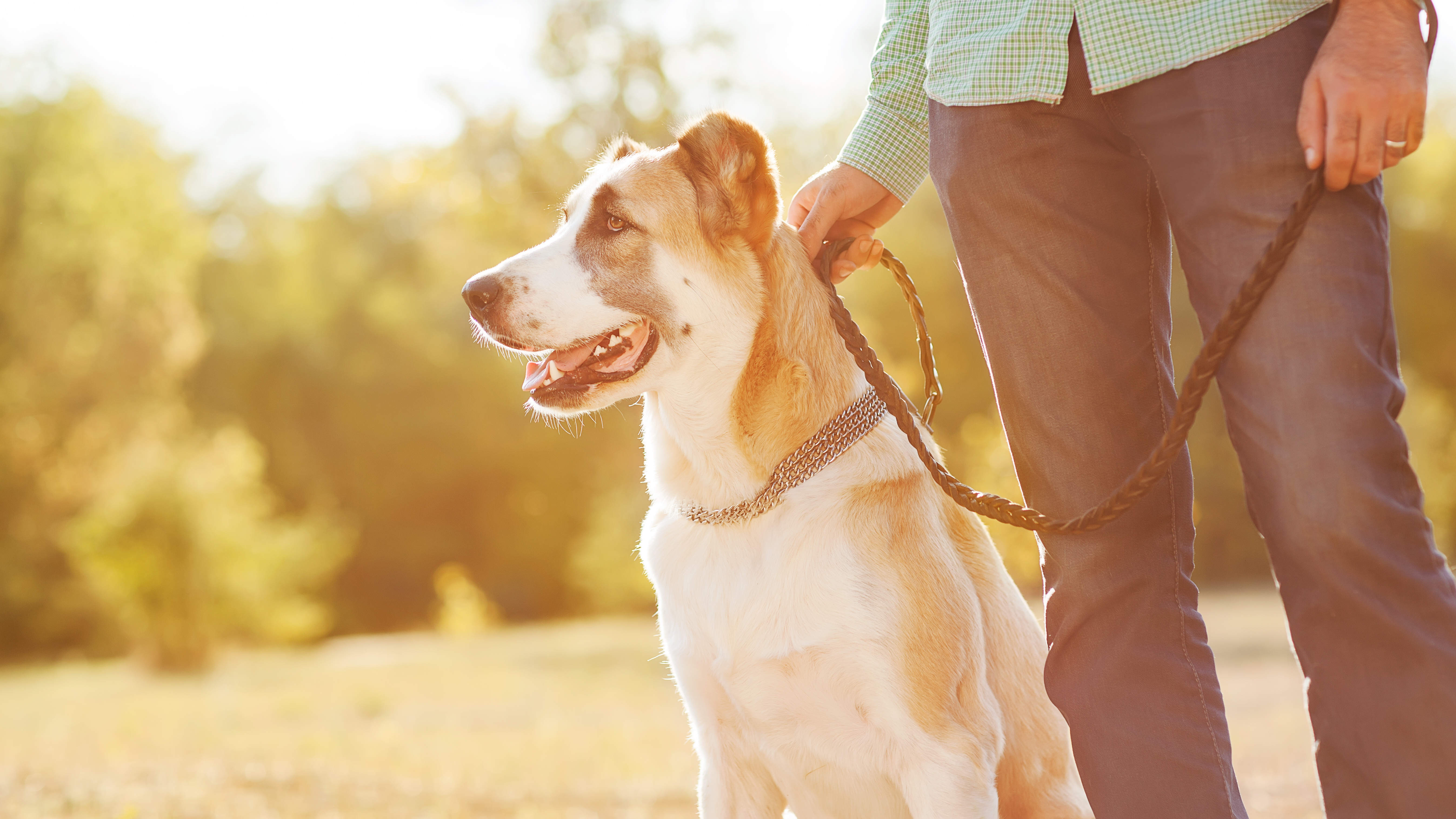 Beim hoden hund 1 nur Nur ein