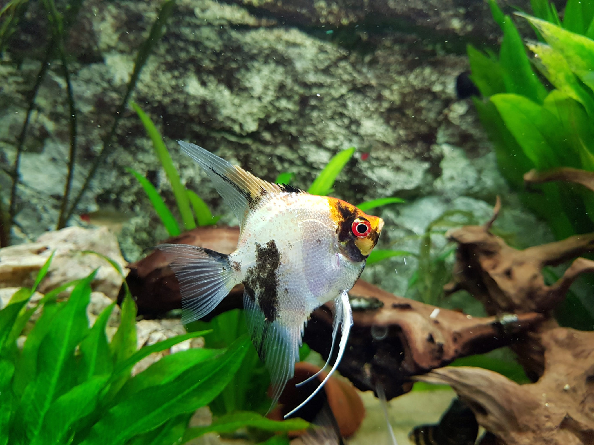 Aquarium Fische In Tschechien Kaufen