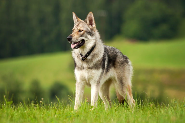 Tschechoslowakischer Wolfshund