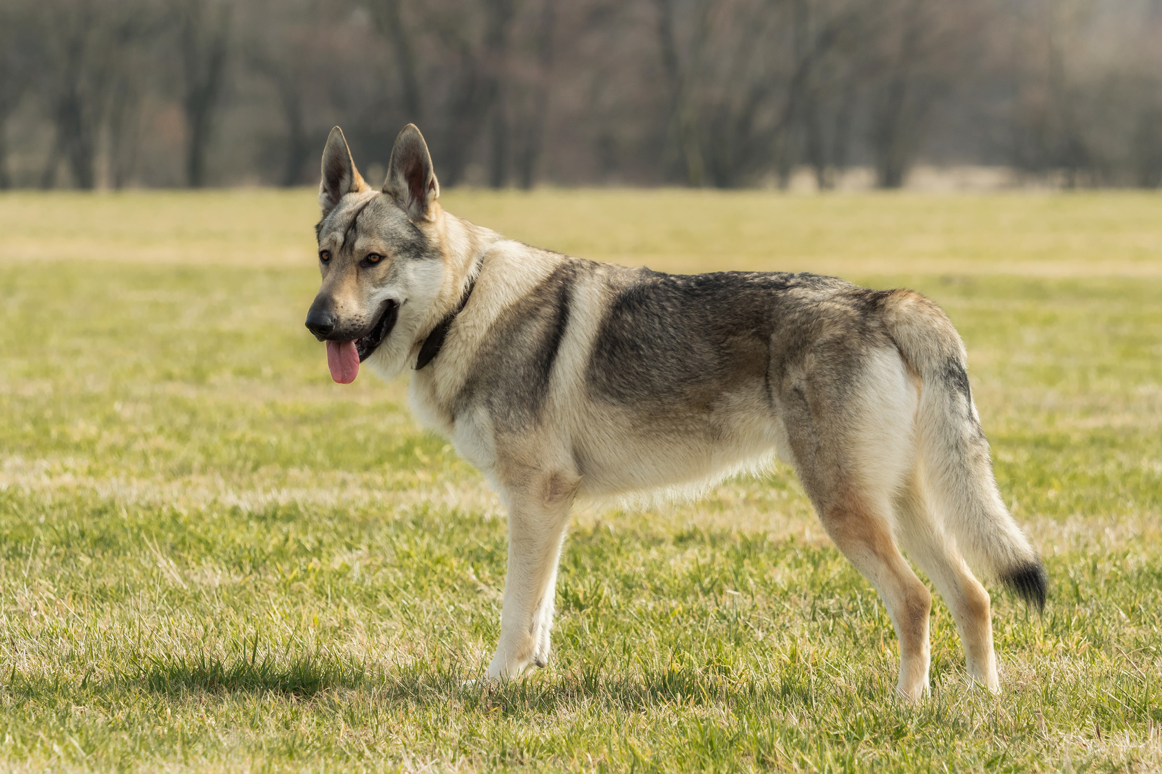 Czechoslovakian Wolfdog Wallpapers - Wallpaper Cave