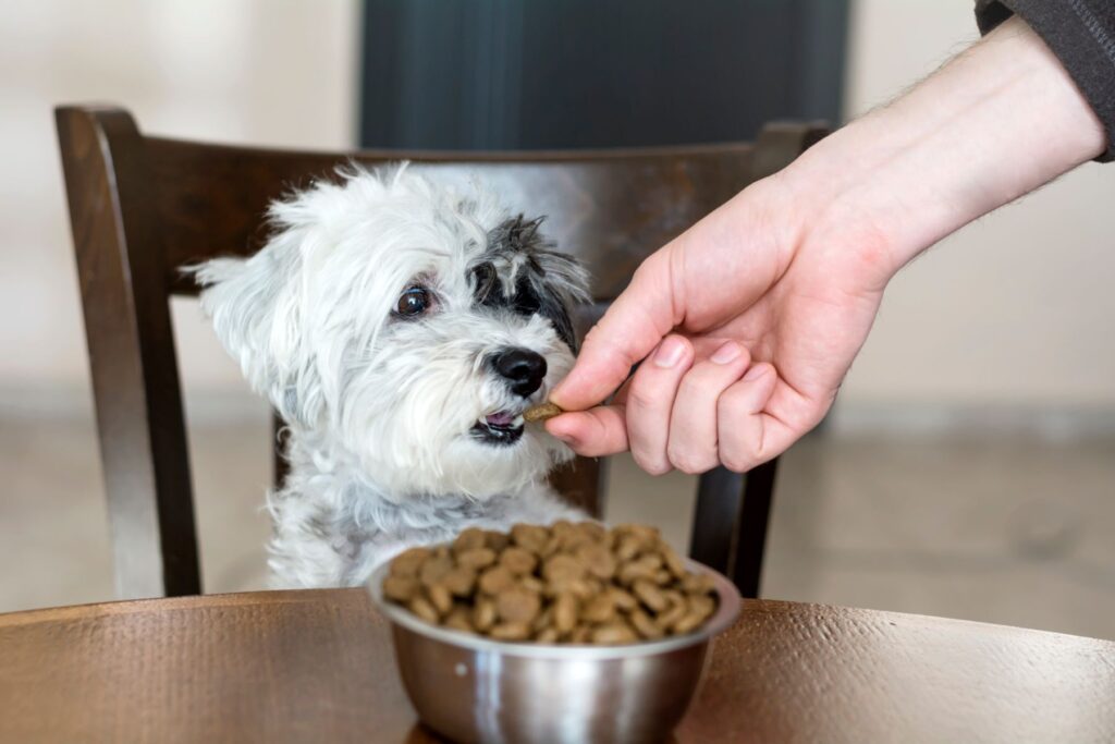 Hund nach Kastration füttern