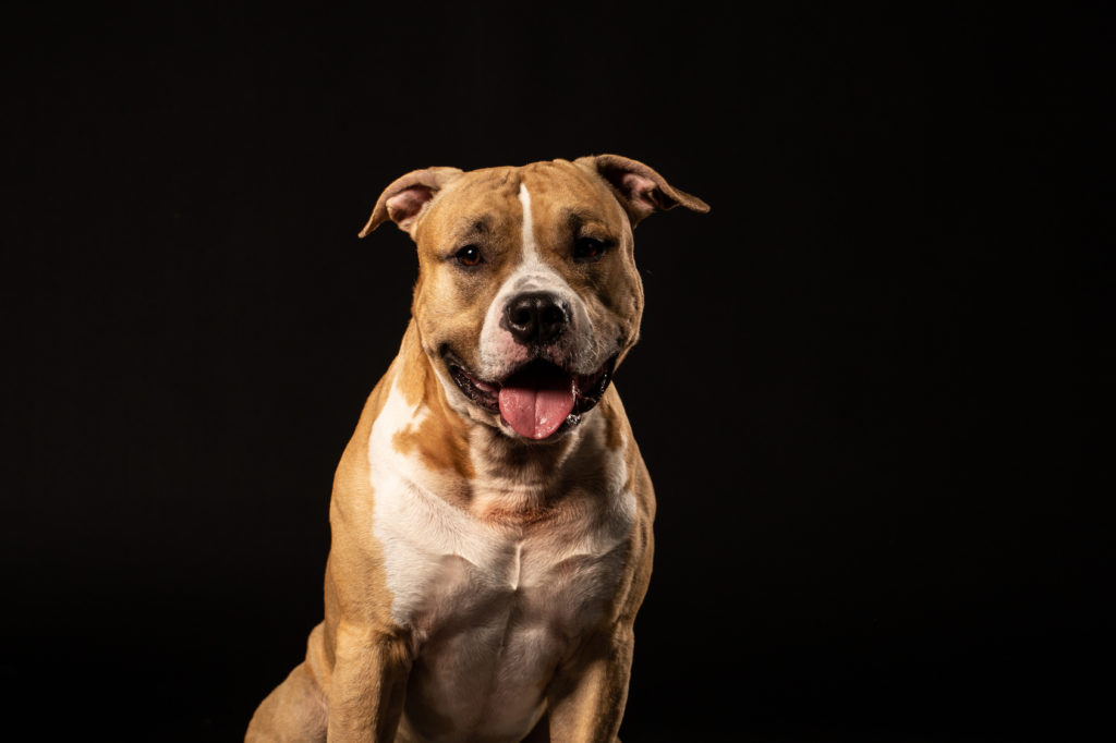 American Pit Bull Terrier Charakter Haltung Pflege Rassebeschreibung