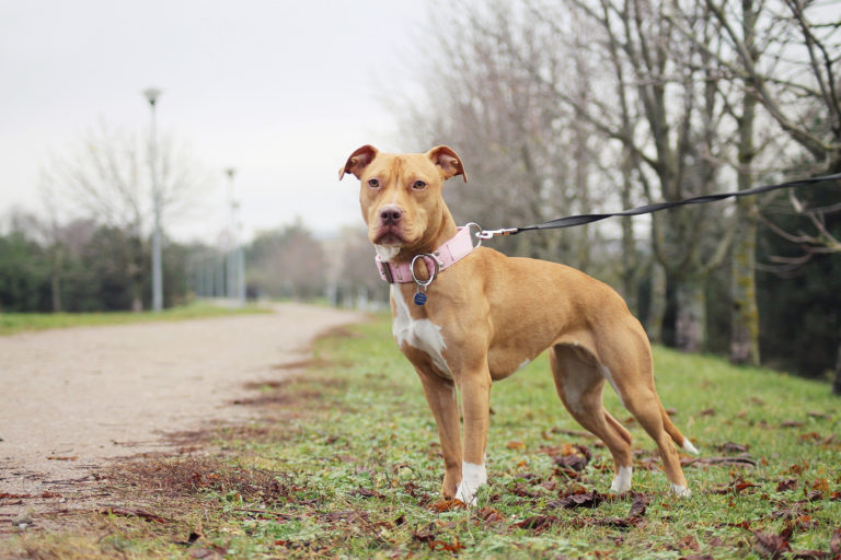 American pitbull terrier im grass